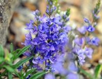 Blue flowers in dense spikes